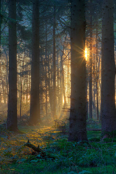 istock Beautiful sunrise in dark forest 131990735