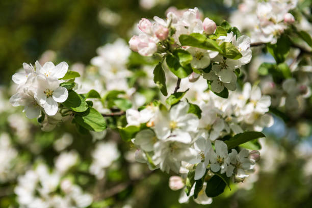 istock Beautiful spring apple tree flowers blossom, close up. Spring orchard branches sway in the wind 1319907552