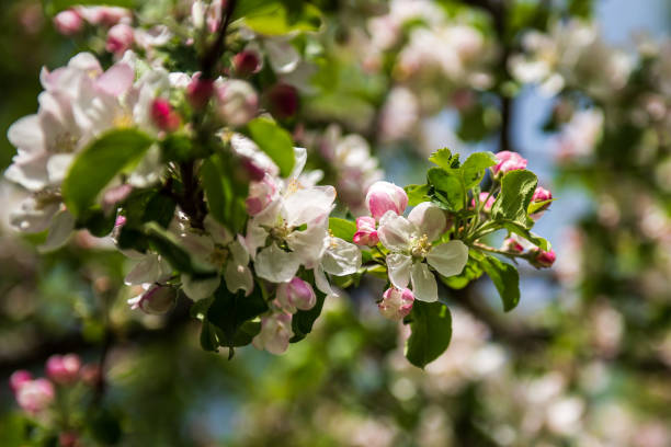 istock Beautiful spring apple tree flowers blossom, close up. Spring orchard branches sway in the wind 1319908588