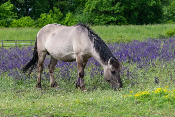Konik Horse in a bright field with colorful wild flowers in Marchegg Natur Parkland, Austria 24.05.2021