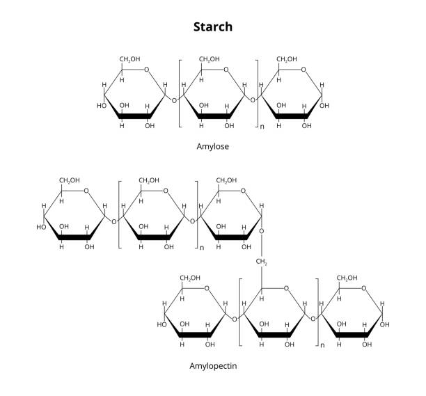 ilustraciones, imágenes clip art, dibujos animados e iconos de stock de fórmula estructural de almidón de polisacárido biopolímero natural que contiene amilosa y amiloidtina aislada en blanco. - molecule glucose chemistry biochemistry