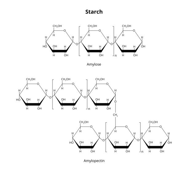 wzór strukturalny naturalnej biopolimerowej skrobi polisacharydowej zawierającej amylozę i amylopektynę wyizolowanej na biało. - carbohydrate stock illustrations