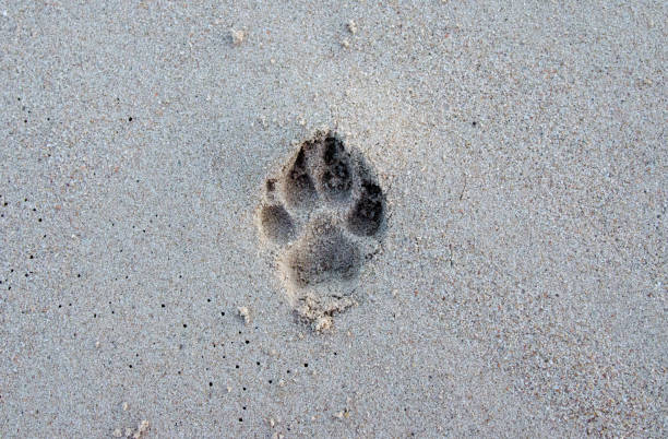 istock Dog footprints walking on the beach 1319910645