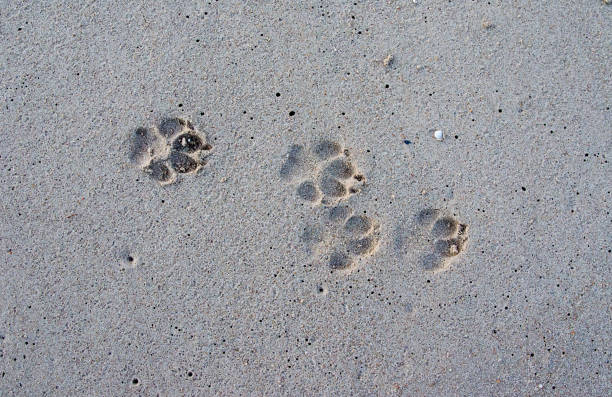 istock Dog footprints walking on the beach 1319910694