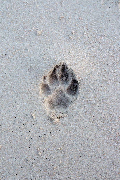A detailed view of paw prints indented in light sandy terrain, showcasing the gentle touch of an animal's path and reflecting its movement, presence, and interaction with the natural environment.
