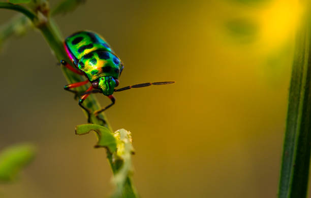 istock close up beautiful green ladybug on branch tree in nature at Thailand 1319912682
