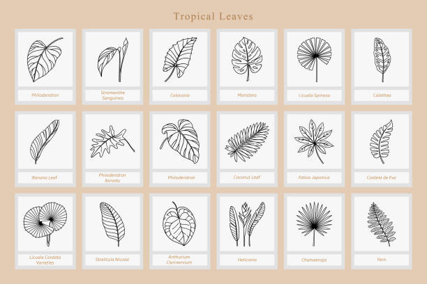 Big Set of exotic tropical leaves Big Set of exotic tropical leaves. Line icons. Vector botanical illustration. Great design elements for congratulation cards, banners.or illustration zebra plant stock illustrations