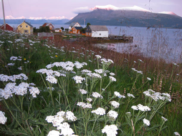 malownicza scena z drewnianymi domami i kwiatami, wyspy svalbard, norwegia - svalbard islands zdjęcia i obrazy z banku zdjęć