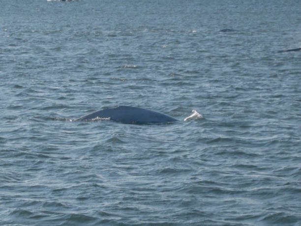 istock Beluga Whale or White Whale near Svalbard 1319913939