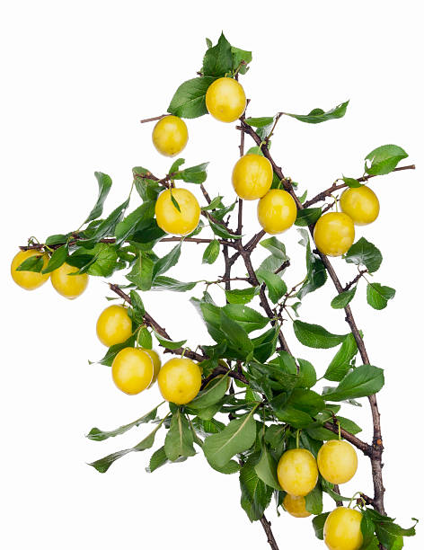 istock Yellow plums hang on the branches 131991559