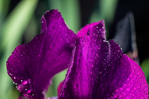 Violet iris flower with dew drops in the garden close up. Iris petals with water drops on natural backlight. Nature spring sunny background. Soft focus with bokeh