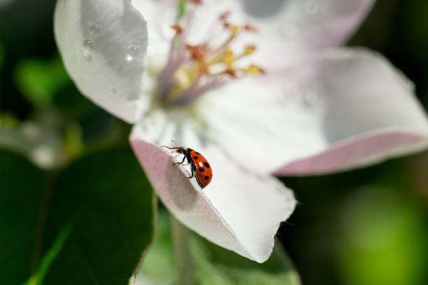 Ladybird beetle on apple blossom. Apple blooming branch with ladybug on spring sunny day