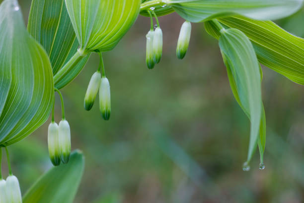 Polygonatum odoratum,  scented Solomon's seal twig with flowers in forest closeup selective focus