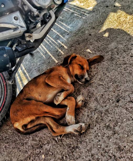 istock Brown dog sleeping on the ground in the shade under a motorcycle 1319917996