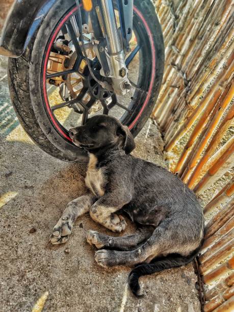 istock Black dog sleeping on the ground in the shade under a motorcycle 1319918008