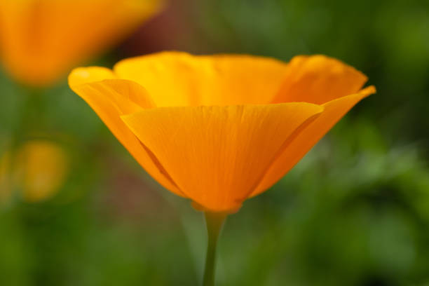 istock Yellow flower with soft edges 1319918212