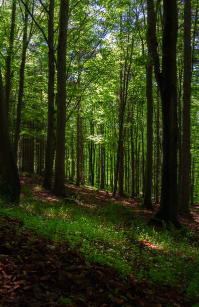 istock Spring flowers in beech forest at sunset. Czech landscape 1319918973
