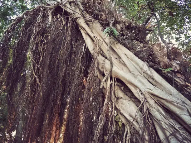 ancient old banyan tree with air root from their branch