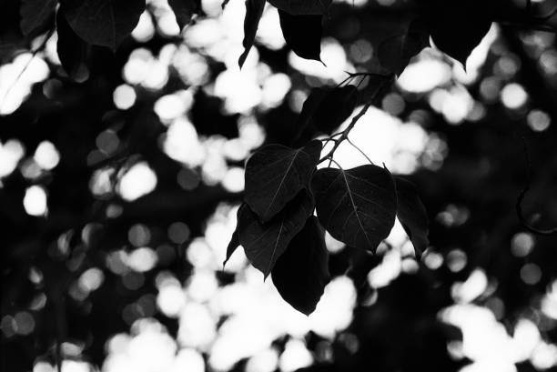 istock black and white film photo from kentmere pan 100 1319920413