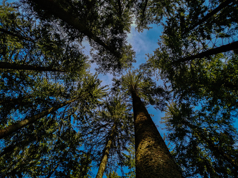 trees from frog view look up at sky