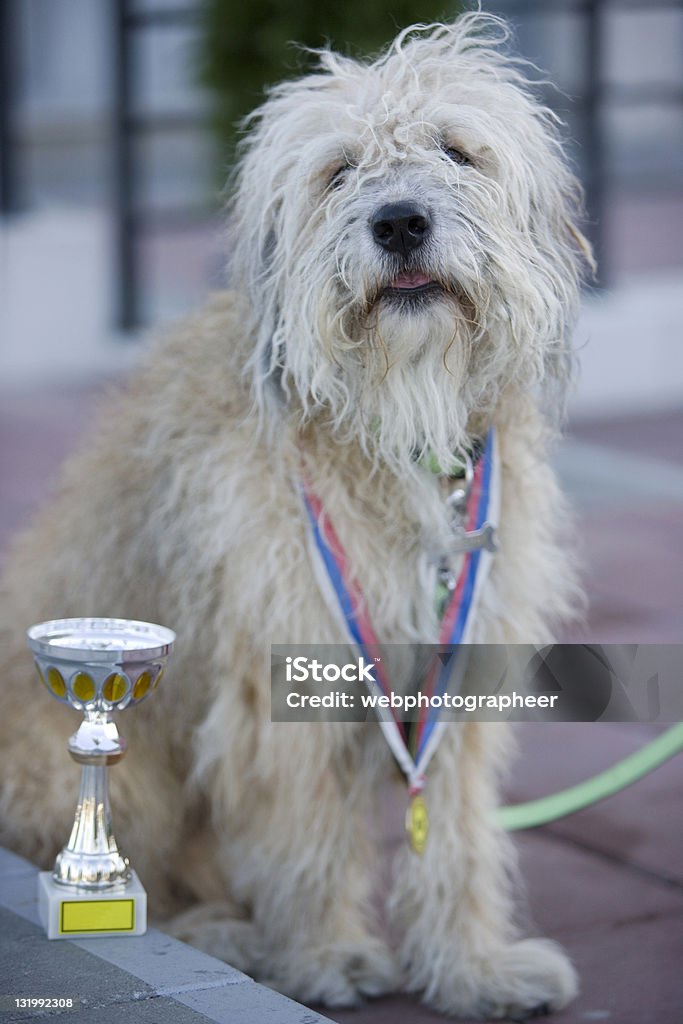 Champion de perro - Foto de stock de Aire libre libre de derechos