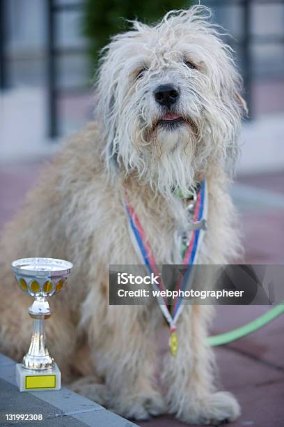 Champion De Perro Foto de stock y más banco de imágenes de Aire libre - Aire libre, Animal, Animal doméstico