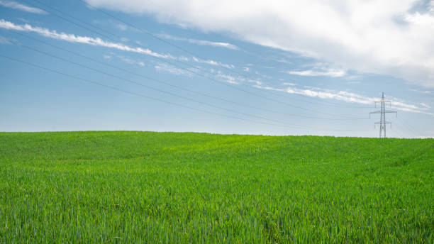 istock Green grass over a blue sky. Beauty natural background 1319924397