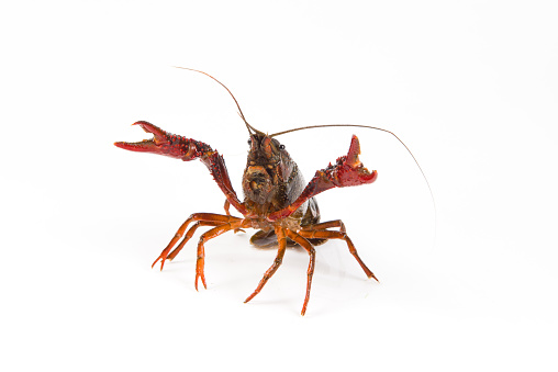 Live crayfish or lobster  isolated on a white background.