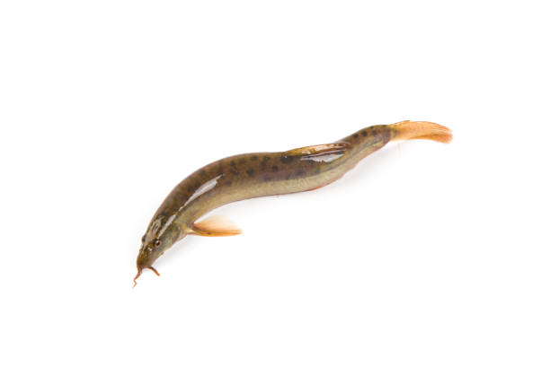 istock Fresh live loach isolated on white background 1319924693