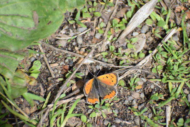 istock small copper butterfly on the ground 1319924919