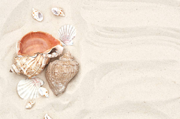 istock two large seashells and a few small seashells on the sand in summer 1319925026