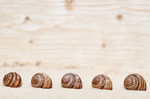 snail shells in a row on the sand