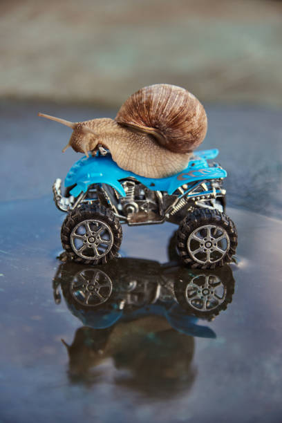 istock A large snail on a blue toy ATV is reflected in the water. 1319925743