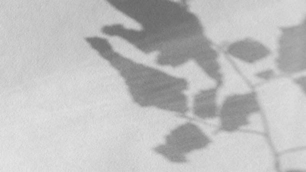 istock Branch shadow gray wall. Abstract neutral background. 1319925860