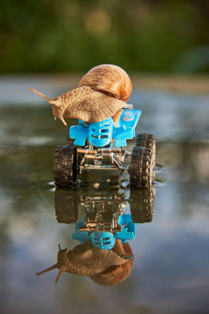 istock A large snail on a blue toy ATV is reflected in the water. 1319925862