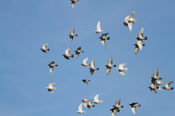 istock flock of pigeons flying around 1319926444