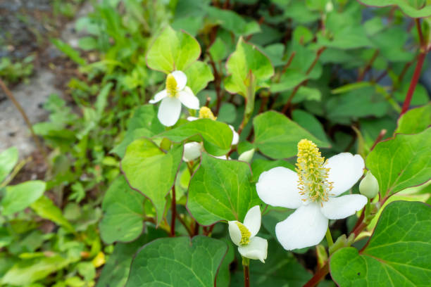 istock White small Houttuynia cordata flower 1319926459