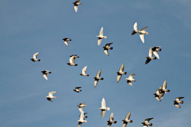 istock flock of pigeons flying around 1319926498