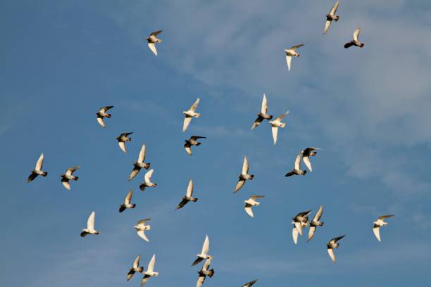 istock flock of pigeons flying around 1319926575