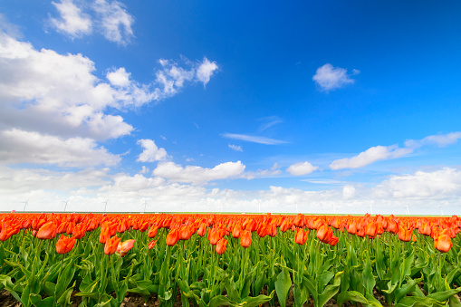 Blossoming orange tulips in a field during a windy spring afternoon with incoming storm clouds over the horizon