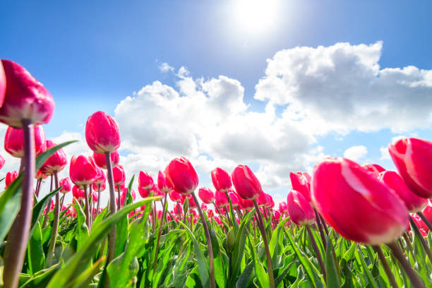 istock Tulips during a springtime day blossoming in a field 1319927217