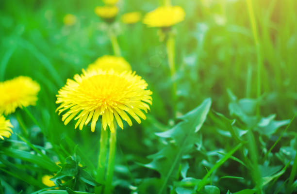 istock Yellow dandelions in the green spring grass. Sunny summer day. 1319927438