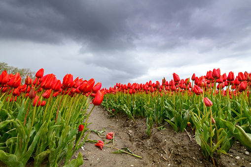 Blossoming red tulips in a field during a stormy spring afternoon with incoming thunderstorm clouds over the horizon