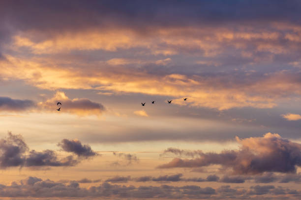 istock Birds flying in Madeira Island sunset 1319930345