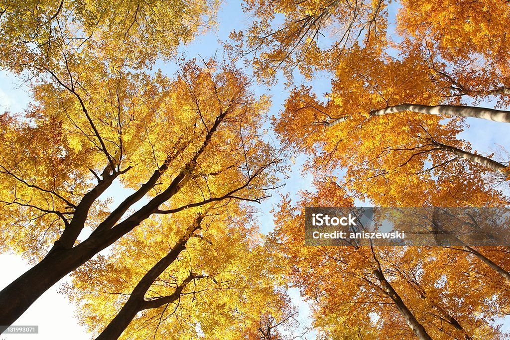 Forest canopy Tree canopy in autumn beech forest against the blue sky. Alder Tree Stock Photo