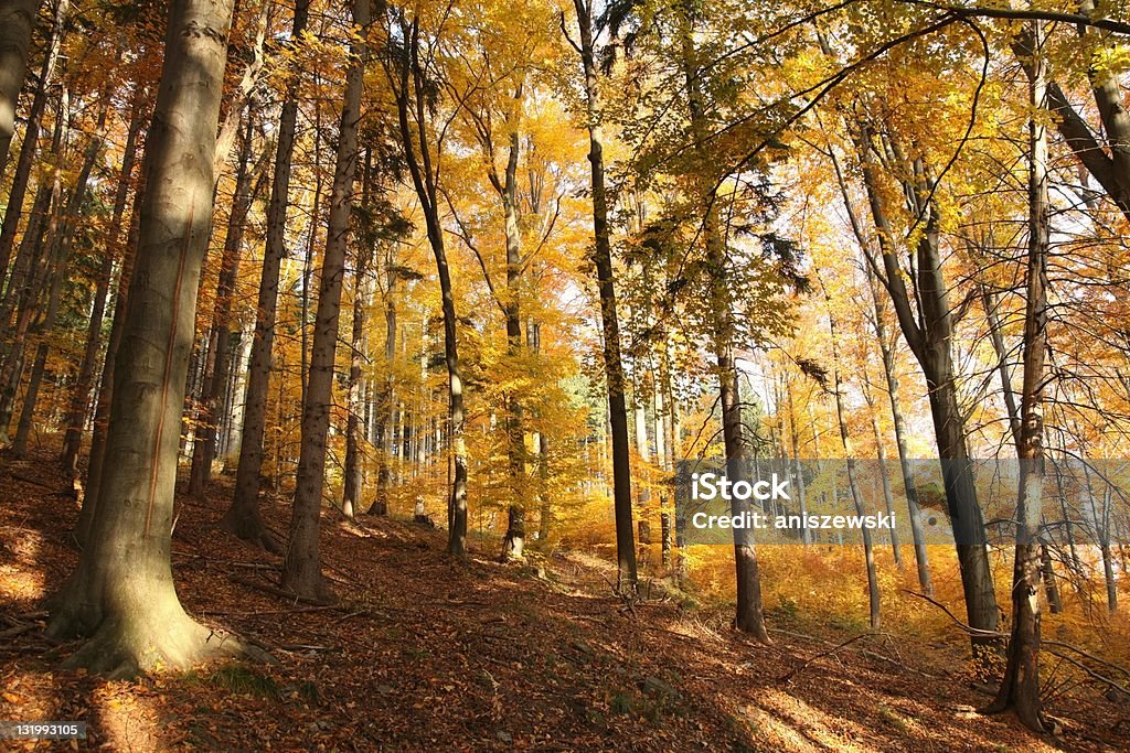 Herbst Wald - Lizenzfrei Ast - Pflanzenbestandteil Stock-Foto