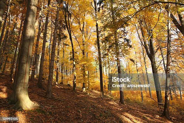 Herbst Wald Stockfoto und mehr Bilder von Ast - Pflanzenbestandteil - Ast - Pflanzenbestandteil, Baum, Beleuchtet