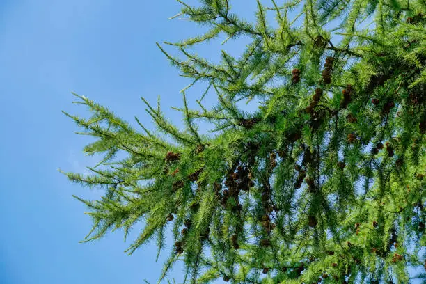 green larch (Larix) with larch cones, blue sky, 17, July 2014