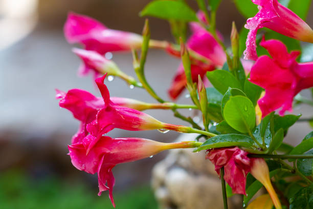 Mandevilla flowers - fotografia de stock