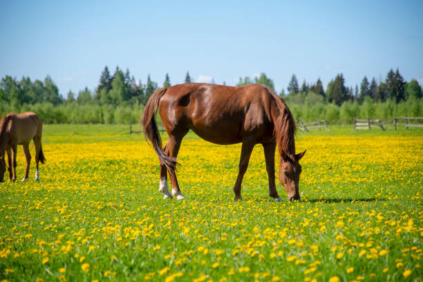 istock Young horses graze in a field overgrown with bright yellow dandelions . 1319931948